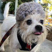 Harvey